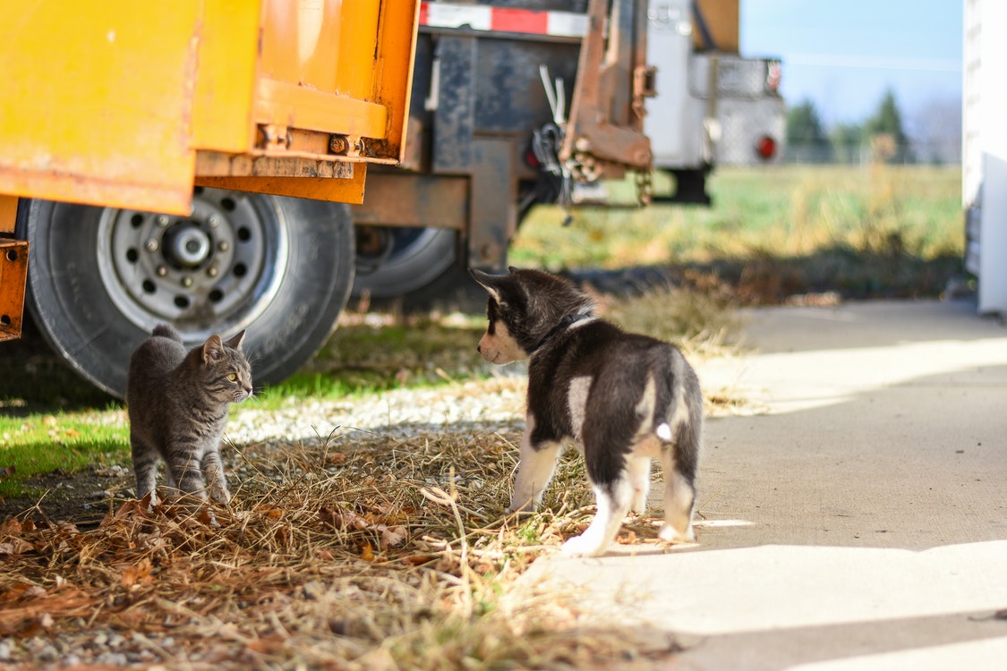 Cat and dog playing - What You Need to Know About Flea Control in Cats 
