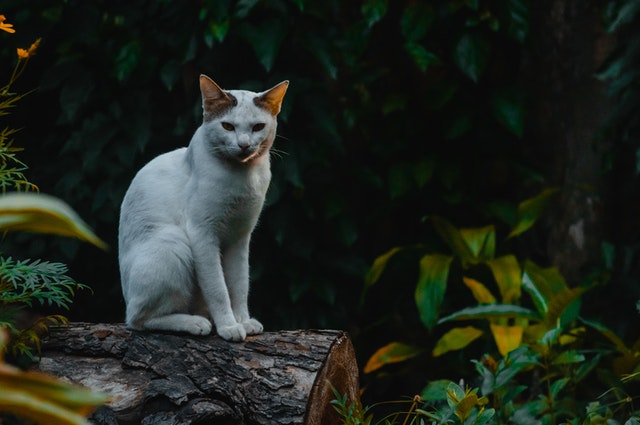 Cat by the garden - What You Need to Know About Flea Control in Cats 