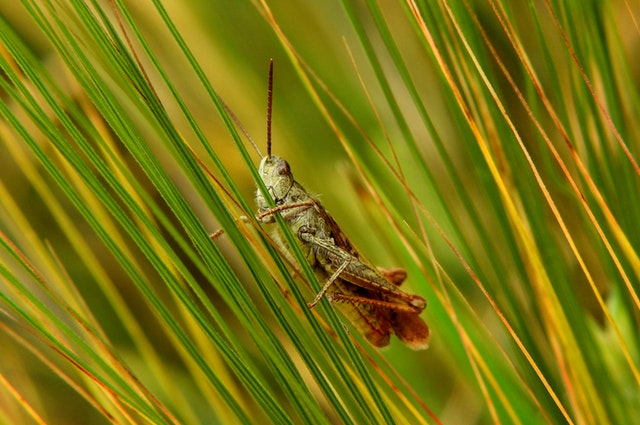 Insect on a grass - How to Protect Your Home From Pests 