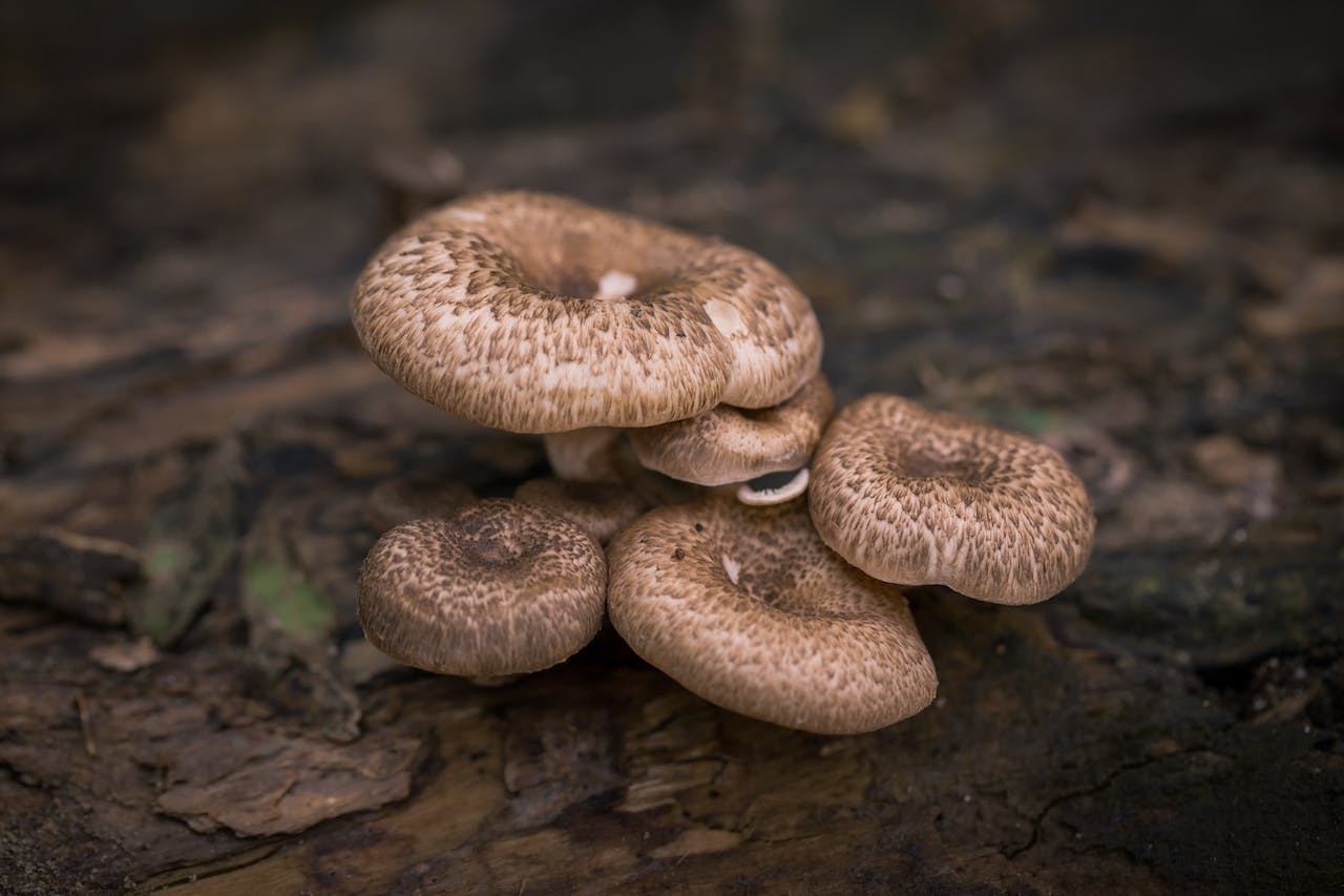 medium shot of brown mushrooms - 10 Best Mushroom Varieties to Grow at Home